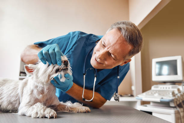 Best Emergency Dental Care for Broken or Chipped Teeth in Walkersville, MD